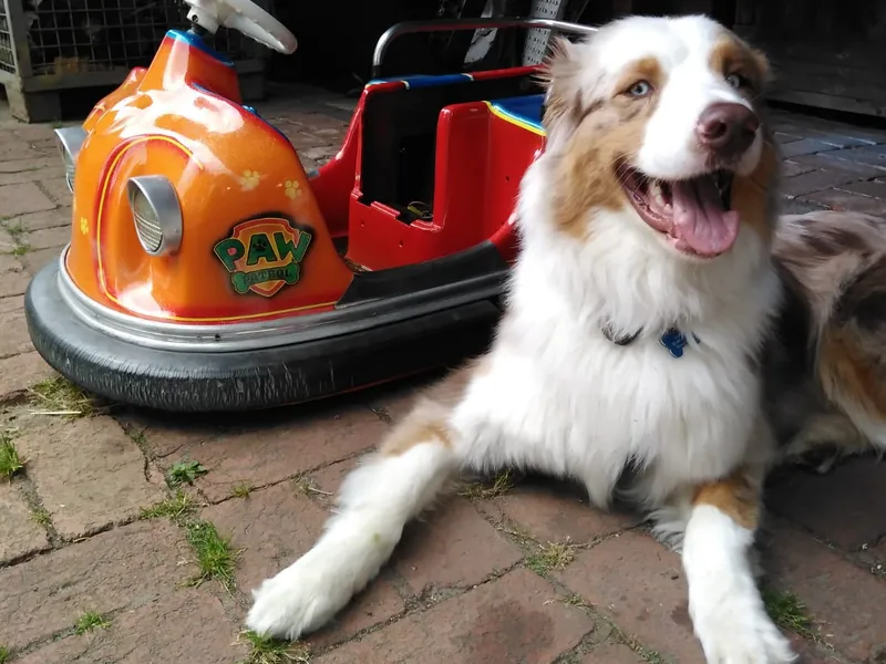 Autoscooter – Bild 20